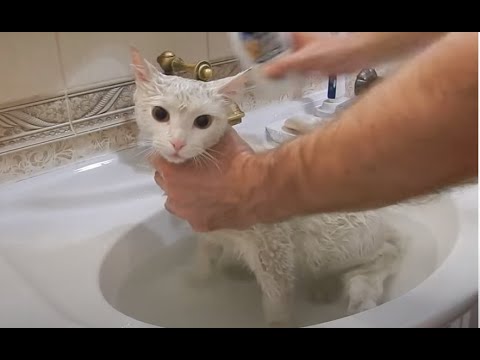 Как отмыть белого кота