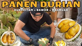 HARVEST DURIAN ️ THE TREE IS STILL YOUNG FROM THE JAMBI AREA #durian #durianduri Hitam #masduren