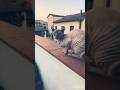 【姉の場合】人の言葉がわかるエルフキャット(E.T.ちゃん編) #shorts #猫