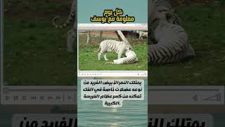 يمتلك النمر الأبيض الفريد من نوعه عضلات خاصة في الفك . #viral #shortvideo #معلومة_مع_يوسف