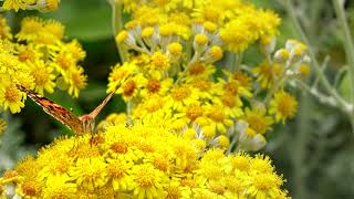 Butterfly Video Free Download - Butterfly | Royalty Free Stock Footage| Full HD screenshot 4