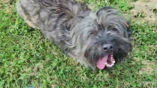 Heavenly Havanese Mom Gloria and Daughter Gina... Brindle VS. Sable Havanese by Juliemelodies 488 views 10 months ago 38 seconds
