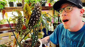 Begonia Maculata Care Guide (Polka Dot Begonia)