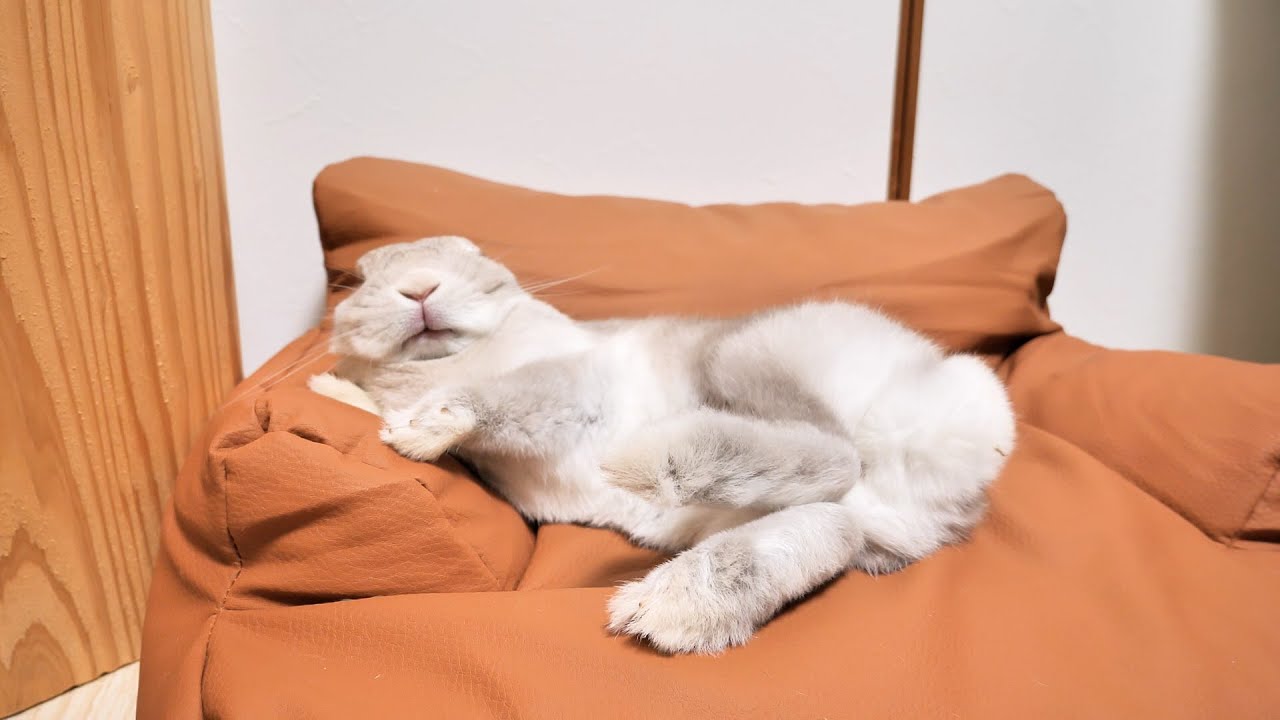 うっかり自分が兎であることを忘れてソファでおじさんみたいにくつろい