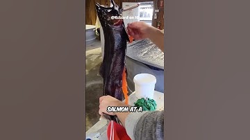 Artificial Salmon Breeding Explained