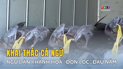 Ngư dân Khánh Hoà “đón lộc” đầu năm từ khai thác cá ngừ đại dương | THLC