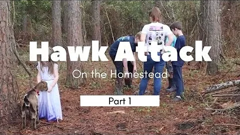Protecting Chickens and Ducks from Hawk Attacks | Essential Safety Measures
