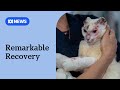 Beloved cat Sassy reunites with owner after serious injury in bushfire | ABC NEWS