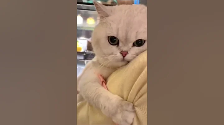 Video 9300691: cutecat meow funnycat catlover, kitten cutecat catlover funnycats, cats catlover cutecat funnycats, kitten catlover cute funnycats