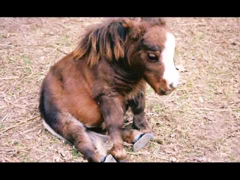 Video: Om Hester Eller Ikke-utvikling Av En Hest - Alternativ Visning