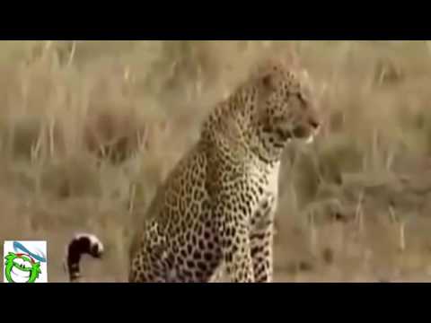 Leopard vs Tiger   Buffalo kills Lion   Crazy Animals(new)