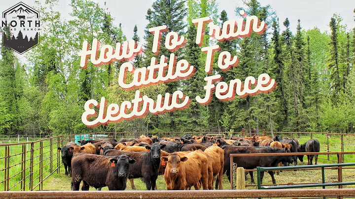 How To Train Cattle To Electric Fence