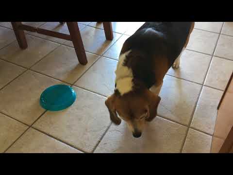 Dog Apologizes To Baby For Stealing Toys Dodo Dog Apologizes To Baby For Stealing Toys Dodo