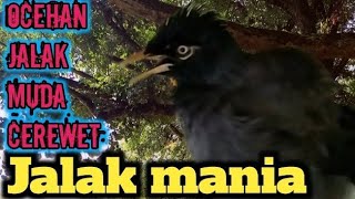 Download Lagu Ocehan Jalak Gacor ‼️ Jalak  Muda Memanggil Lawan.Semua Jalak Auto Nyaut MP3