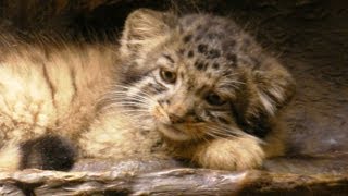 マヌルネコさんファミリー  Pallas's Cat Kittens at Tokyo.