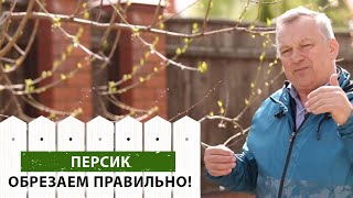 Весенняя обрезка персика. Правила ежегодной обрезки дерева