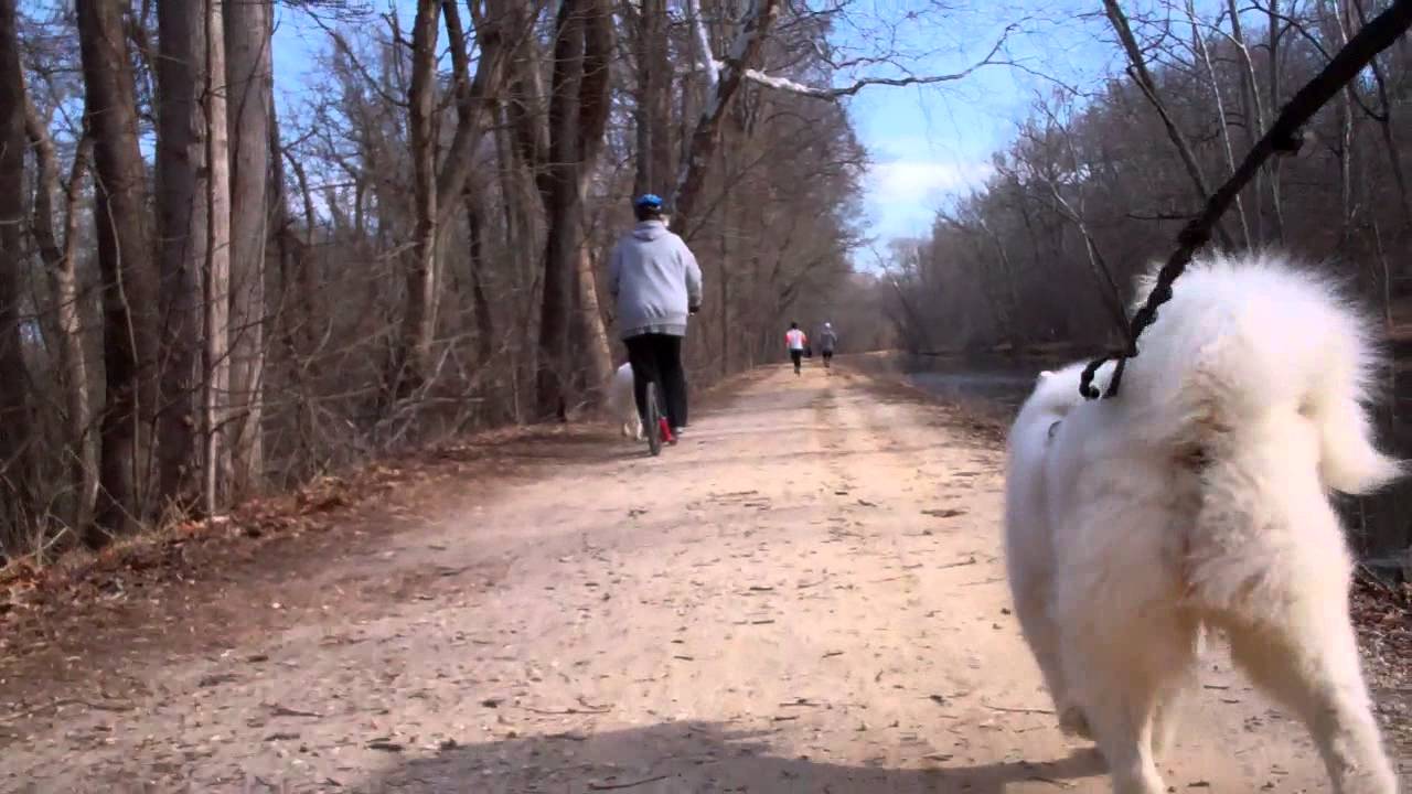 Samoyed Bikejoring C&O Canal YouTube
