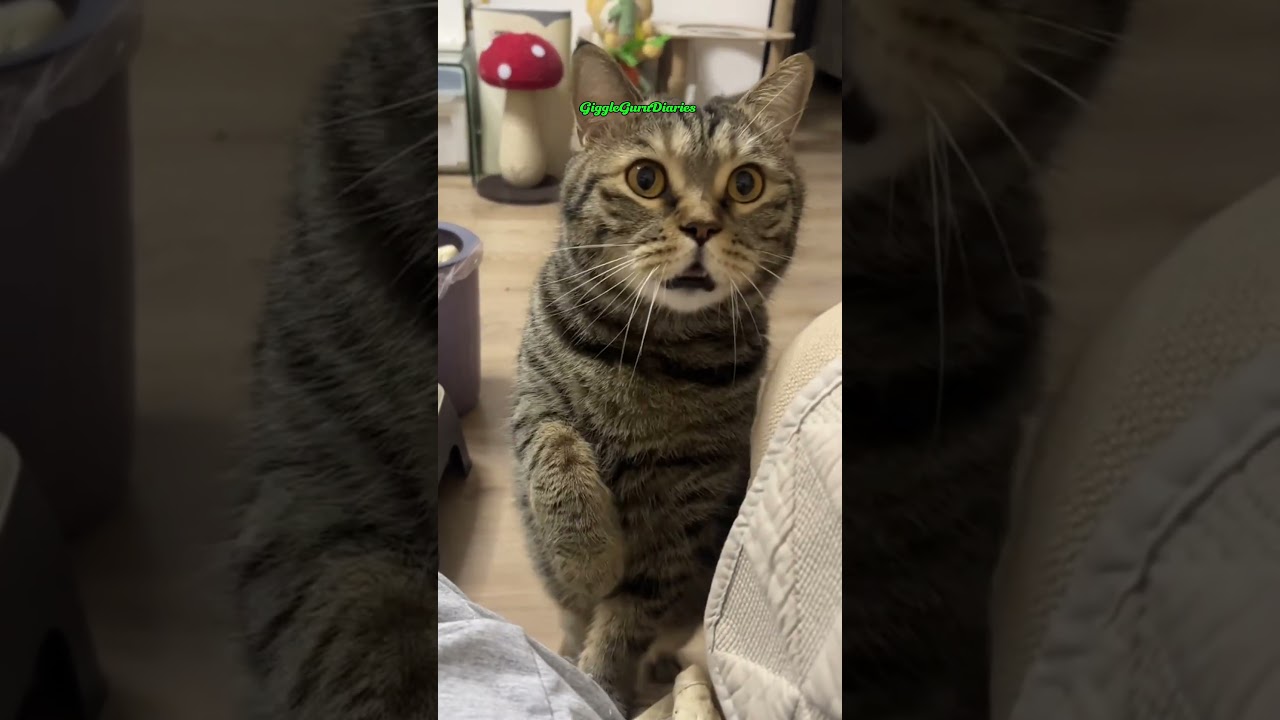 Animals Being Funny 😂 | Try Not To Laugh | Funny Animal Videos 