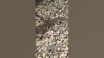 The drum chipper easily crushes wood offcuts #crusher #farming #crushingtime