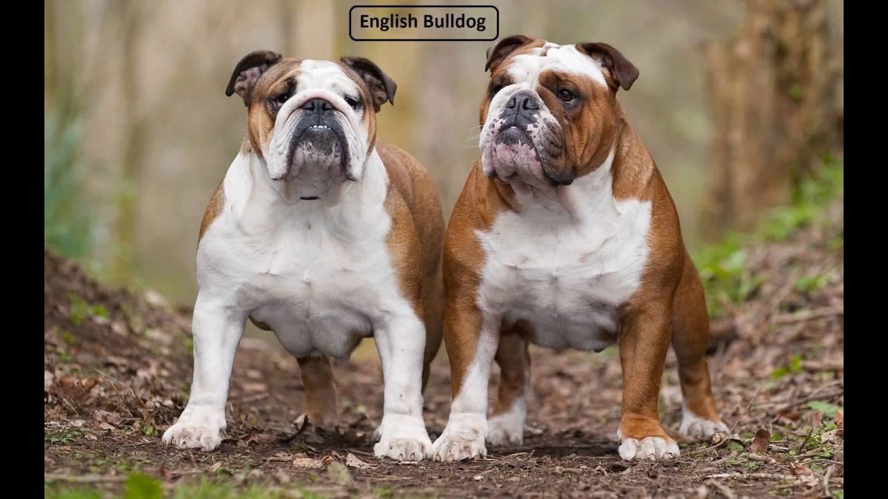 Old English Bulldog vs English Bulldog 