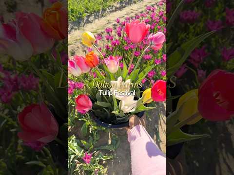 Dalton Farms Tulip Festival 🌷 Swedesboro NJ ✨