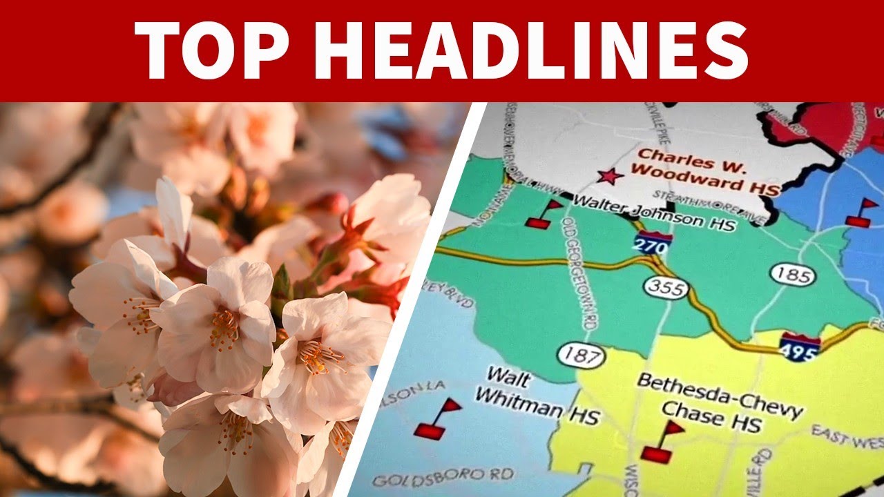 DC cherry blossoms reach peak bloom; Controversial MCPS boundary vote ahead