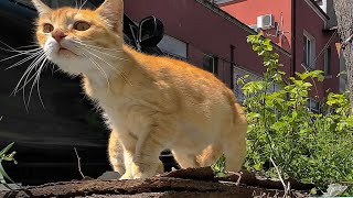 Curious stray cats live on an abandoned city street. ASMR.