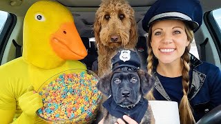 Puppies Favorite Surprise Dancing Car Ride Chases!