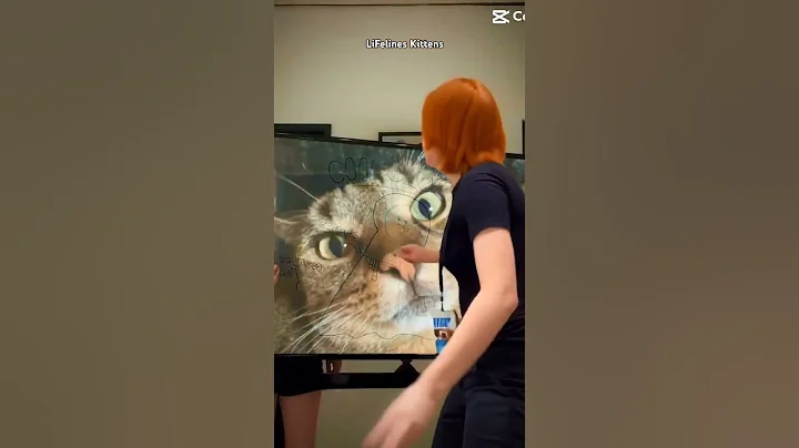 Watch the video about Men Only Wants Kittens #cats #catshorts #britishshorthair #bengaluru #ragdoll #mumbai #kolkata #goa