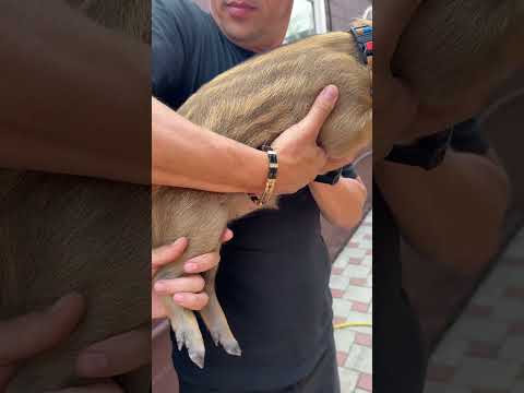 Сделали прививку #кабан #собака #лесной #hunting #животные #animals #labrador #fishing