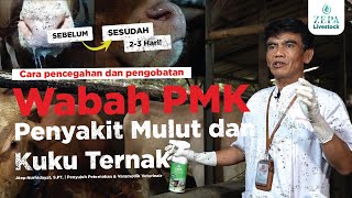 Pengobatan Penyakit Mulut dan Kuku Ternak (PMK) - Atep Nurhidayat-Varamedik veterinair & Penyuluh Resimi