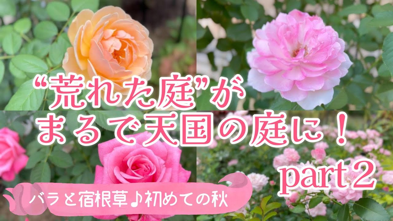 Gardening with roses and perennials] [Transform a weed-filled