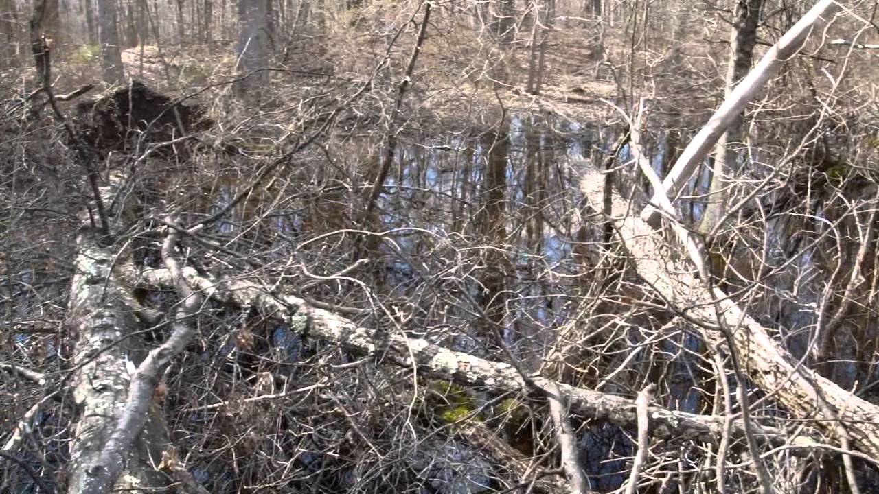 Swamp Cottonwood Trees on Cedar Mountain, Newington, CT YouTube