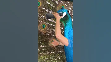 The life of a Peacock