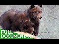 Baby Animals Discovering Their World | Episode 1 | Free Documentary Nature