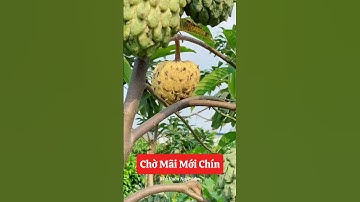 Chờ mãi cuối cùng em cũng được ăn quả Na Vàng Mỹ này rồi ạ😋☎️092.391.6866 #nhavuonngoclam #cayanqua