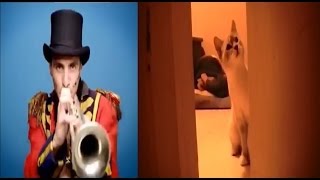 Sam And The Womp feat. Gibson - Help! Todd! (Music Video)