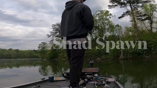 Shad Spawn Tips
