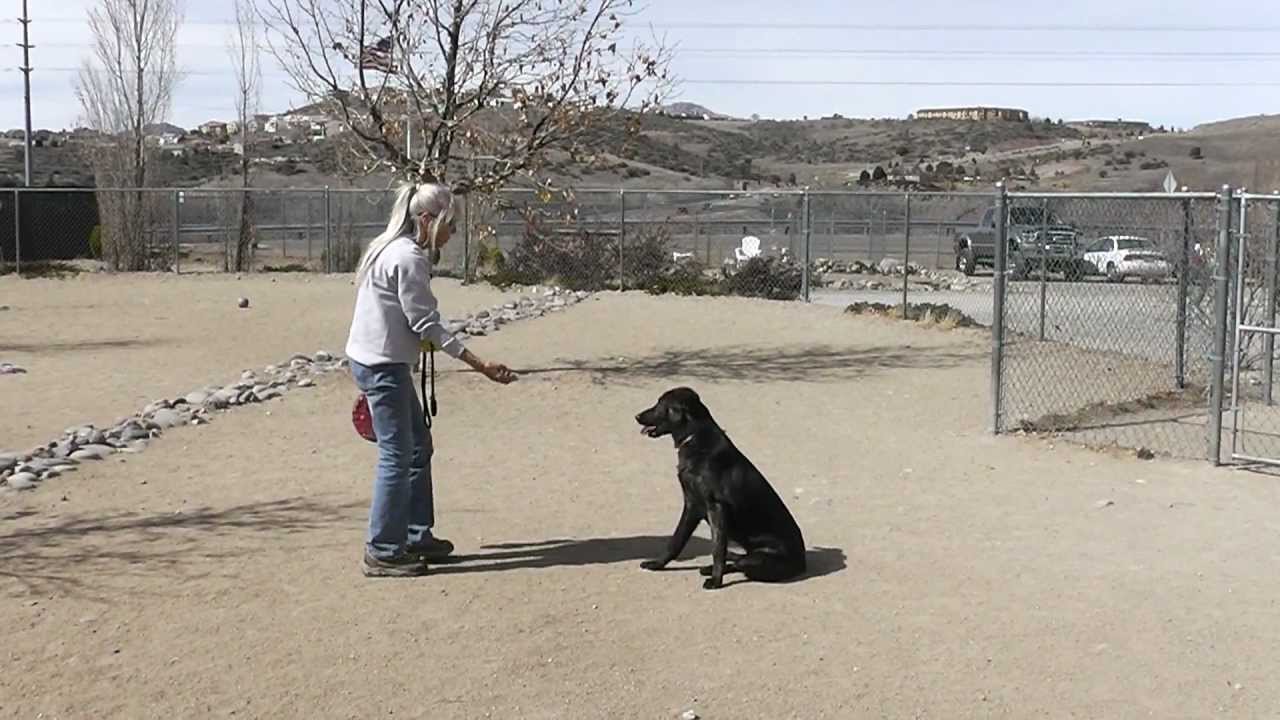 ADOPTED; High-spirited Hanna, year old Golden Retriever mix.