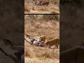 Lions Don’t Just Chase — They Calculate #animalengineering #huntingstrategies #sciencebehindhunting