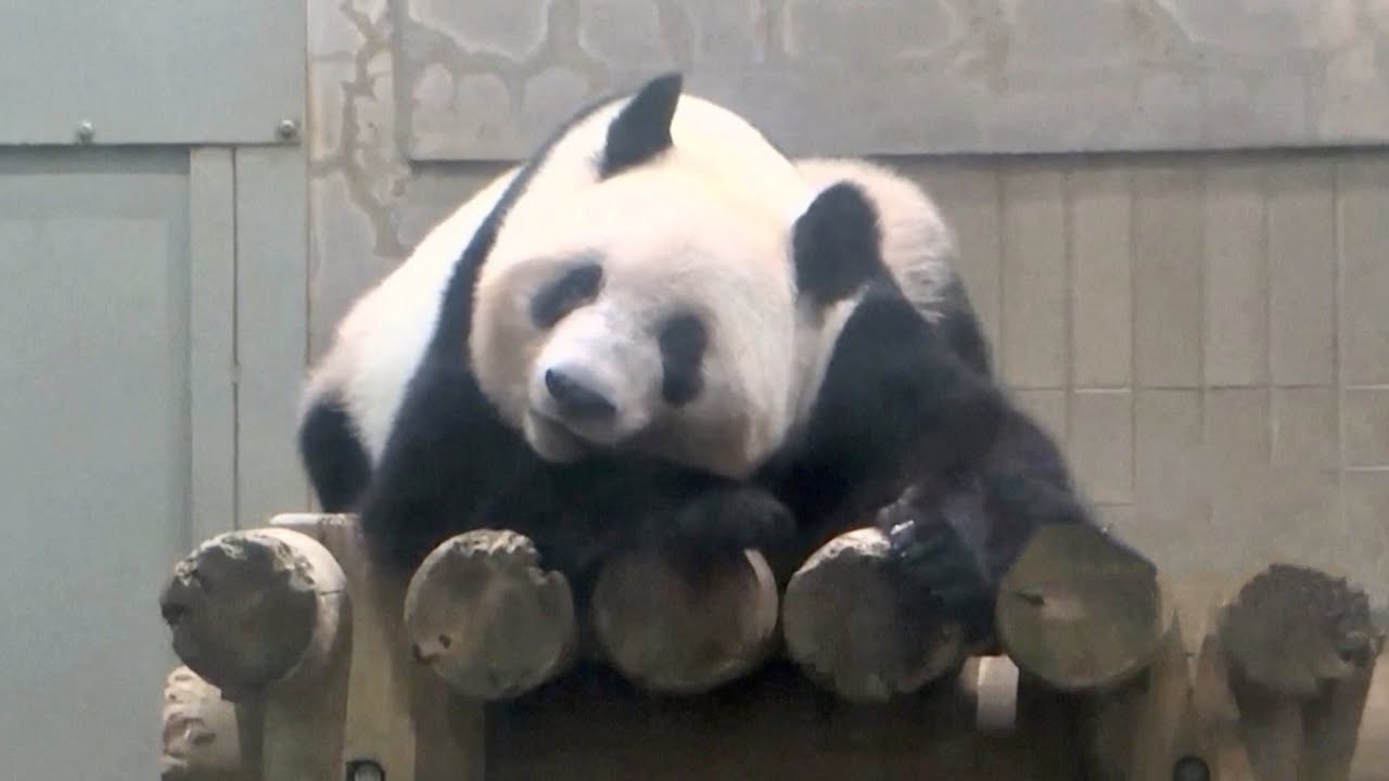 Giant panda Xiang Xiang turns 5 at Tokyo zoo - YouTube