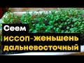 Вырастить Иссоп - Женьшень дальневосточный из семян рассадой