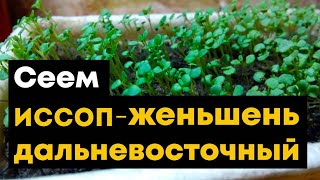 Вырастить Иссоп - Женьшень дальневосточный из семян рассадой