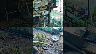 mixed bird aviary #adventure #love #budgies #aviary #javasparrow #finches #birds #petbird