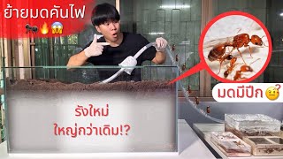 EP 43 ย้ายรังครั้งใหญ่!? มดเจ้าหญิงเจ้าชายถือกำเนิด!! | MORE MOD