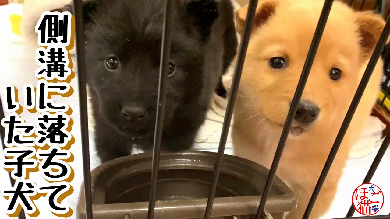 Abandoned Dog Puppy Protection A Puppy That Fell Into The Gutter First Snack Youtube