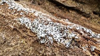 Experts talk about termites and how you can protect your home