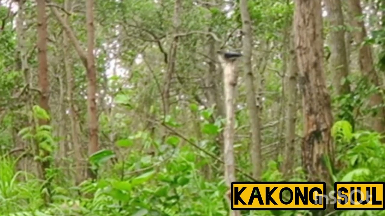 Edisi mikat burung rambatan