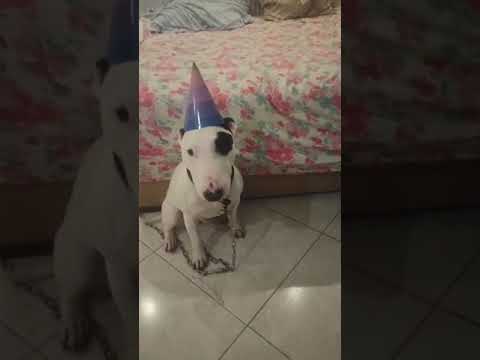 Сенди 1 годик🎁🐶🦴#деньрождения #собаки #ксоло#видео #юмор #pets #бультерьер #праздник