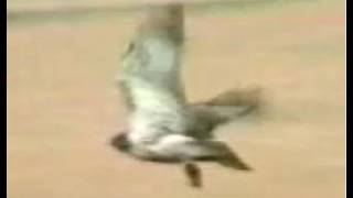 RED-TAILED HAWK ATTACK-SWOOP, CAPTURE, FLIES PREY IN  TALON